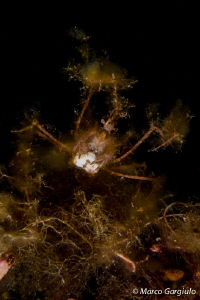 Mymetic Crab by Marco Gargiulo 